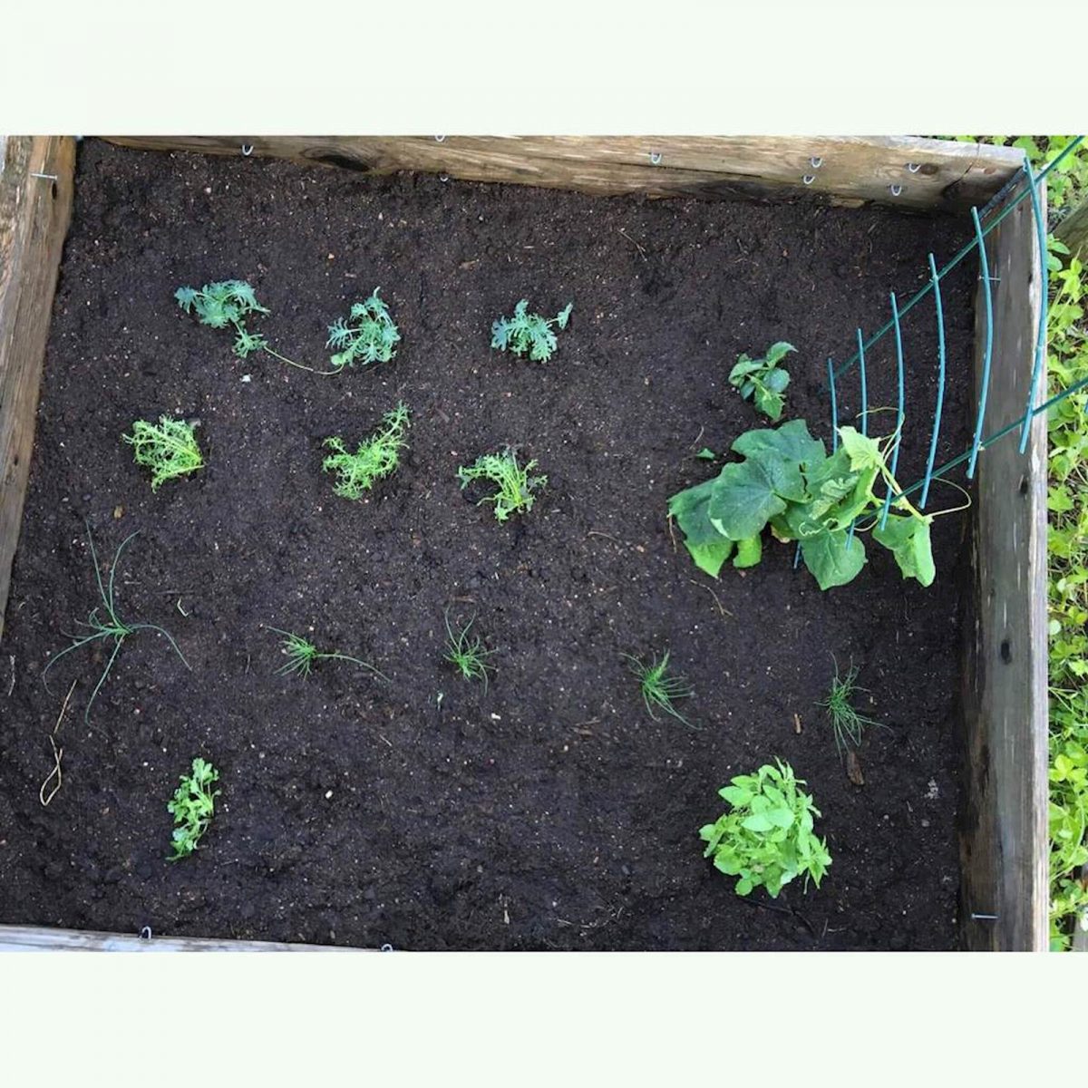 Plantui pladenj za kalitev do 12 rastlin (Pre-grow Tray)